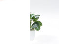 ROSEROSA Static Cling Privacy Film, UV Blocking Removable Window Stickers, Heat Control Window Coverings ECW002 by ROSEROSA