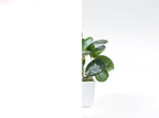 ROSEROSA Static Cling Privacy Film, UV Blocking Removable Window Stickers, Heat Control Window Coverings ECW002 by ROSEROSA