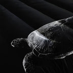 Nttopship Sea Turtle Comforter Set Queen Size, Animal Black Turtle Sea Soft 3 Pcs,Sea Turtle Bedding Set for Kids,Black Night Turtle Themewith 1 Comforter and 2 Pillowcases - Image 4